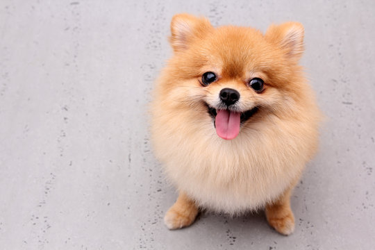 Pomeranian dogs on a gray background.