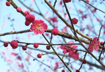 濃いピンクのかわいい梅の花
