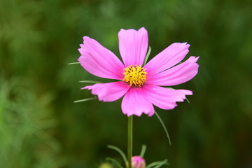 Beautiful Chrysanthemum Plants