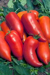 LYCOPERSICON ESCULENTUM