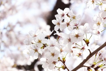やさしいピンクの桜