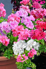 PELARGONIUM LIERRE DOUBLE EN MELANGE