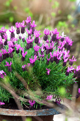 Butterfly lavender in pot