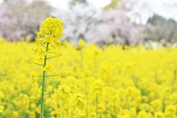 Obraz premium 菜の花畑と桜