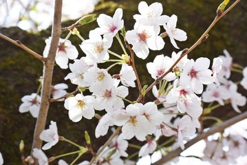 やさしいピンクの桜