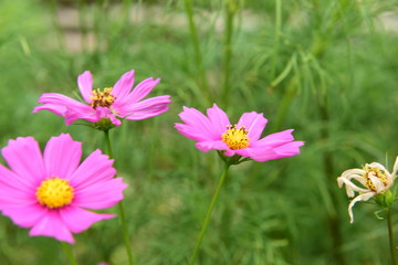 Obraz premium Beautiful Chrysanthemum Plants