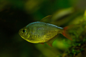 Hyphessobrycon columbianus (Colombian tetra, blue-red Colombian tetra).
