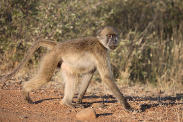 Bärenpavian / Chacma Baboon / Papio ursinus.