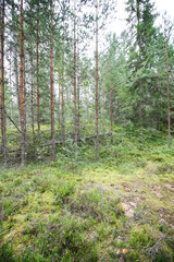 Beautiful landscape with green trees in forest in East Europe, Latvia
