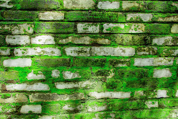 brick wall texture and background covered by moss with morning light