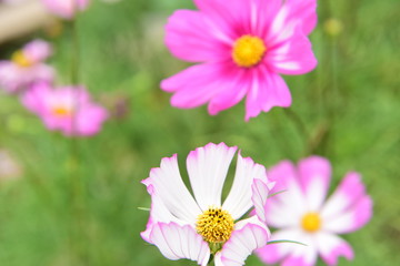 Obraz premium Beautiful Chrysanthemum Plants