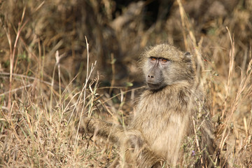 Bärenpavian / Chacma Baboon / Papio ursinus.