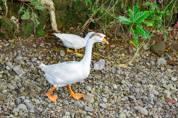 white duck walking on the ground