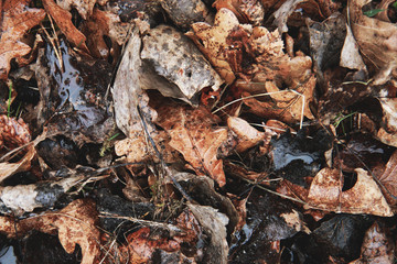 wet autumn leafs texture