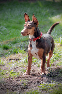Portrait eines s&uuml;ssen Podenco maneto 