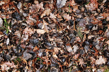 wet autumn leafs texture