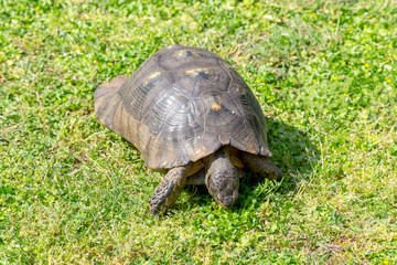 The turtle (Testudinidae) close-up on green grass