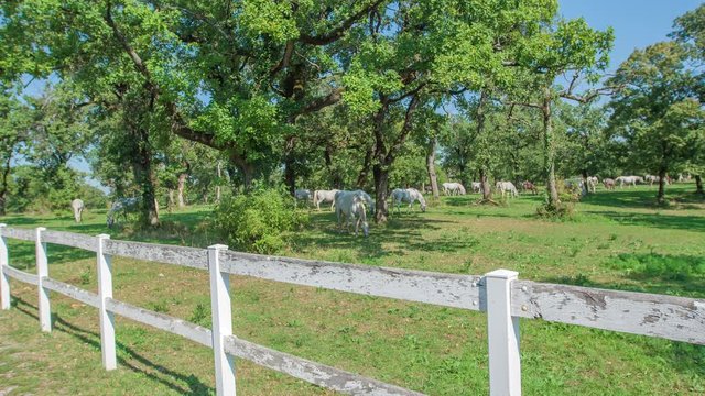 Many big green trees with huge greentops on a peace of land where horses are kept. They are free to run and eat under beautiful green treetops.