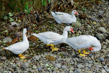 white duck walking on the ground