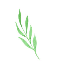 watercolor illustration of a sprig with green leaves
