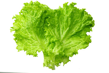 one salad leaf isolated on a white background