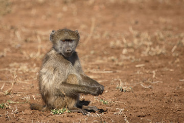 Bärenpavian / Chacma Baboon / Papio ursinus.