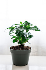 Obraz premium Coffee Tree Shrub 