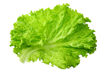 one salad leaf isolated on a white background