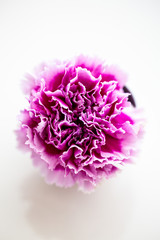 Fuchsia Colored Carnation Flower