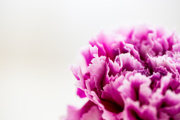 Fuchsia Colored Carnation Flower