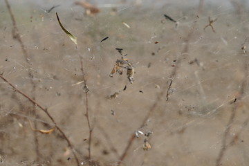 A spider's web