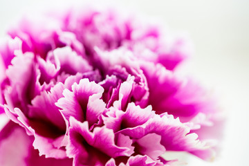 Fuchsia Colored Carnation Flower