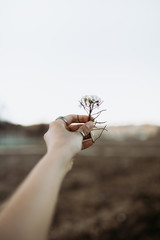 woman hand with rings catching wild white flowers at sunset in spring