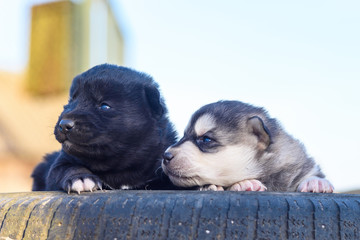 Two little puppies in the open air.