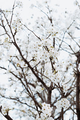 branch with white flowers tree in spring