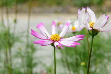 Beautiful Chrysanthemum Plants
