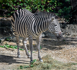 Fototapeta na wymiar Grant`s zebra. Latin name - Equus quagga boehmi 