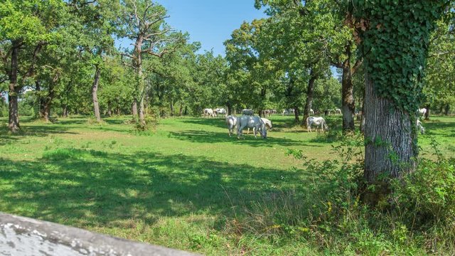 A stud far Lipica. The day is nice and sunny and horses are free to walk around and eat an run.