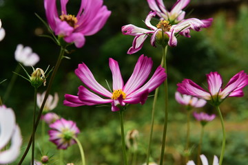 Beautiful Chrysanthemum Plants