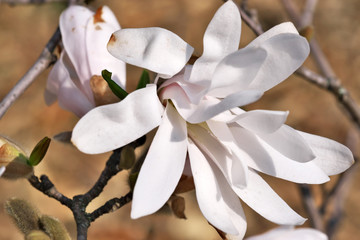 Fototapeta na wymiar White magnolia flowers closeup