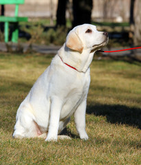 a yellow labrador in the park