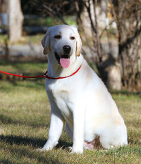 the yellow labrador in the park