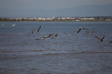Pájaros