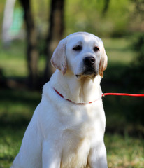the sweet yellow labrador in the park