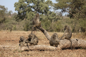 Bärenpavian / Chacma Baboon / Papio ursinus.