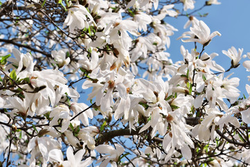 White magnolia flowers closeup
