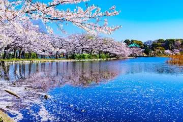Muurstickers [東京都] 上野公園の不忍池と桜 (No.9060) © show999