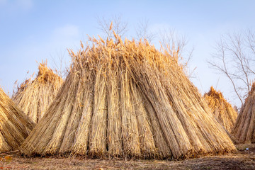 A few piles with bundles of dry reeds after harvest