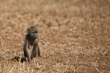 Bärenpavian / Chacma Baboon / Papio ursinus.