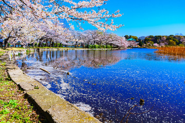 [東京都] 上野公園の不忍池と桜 (No.9067)